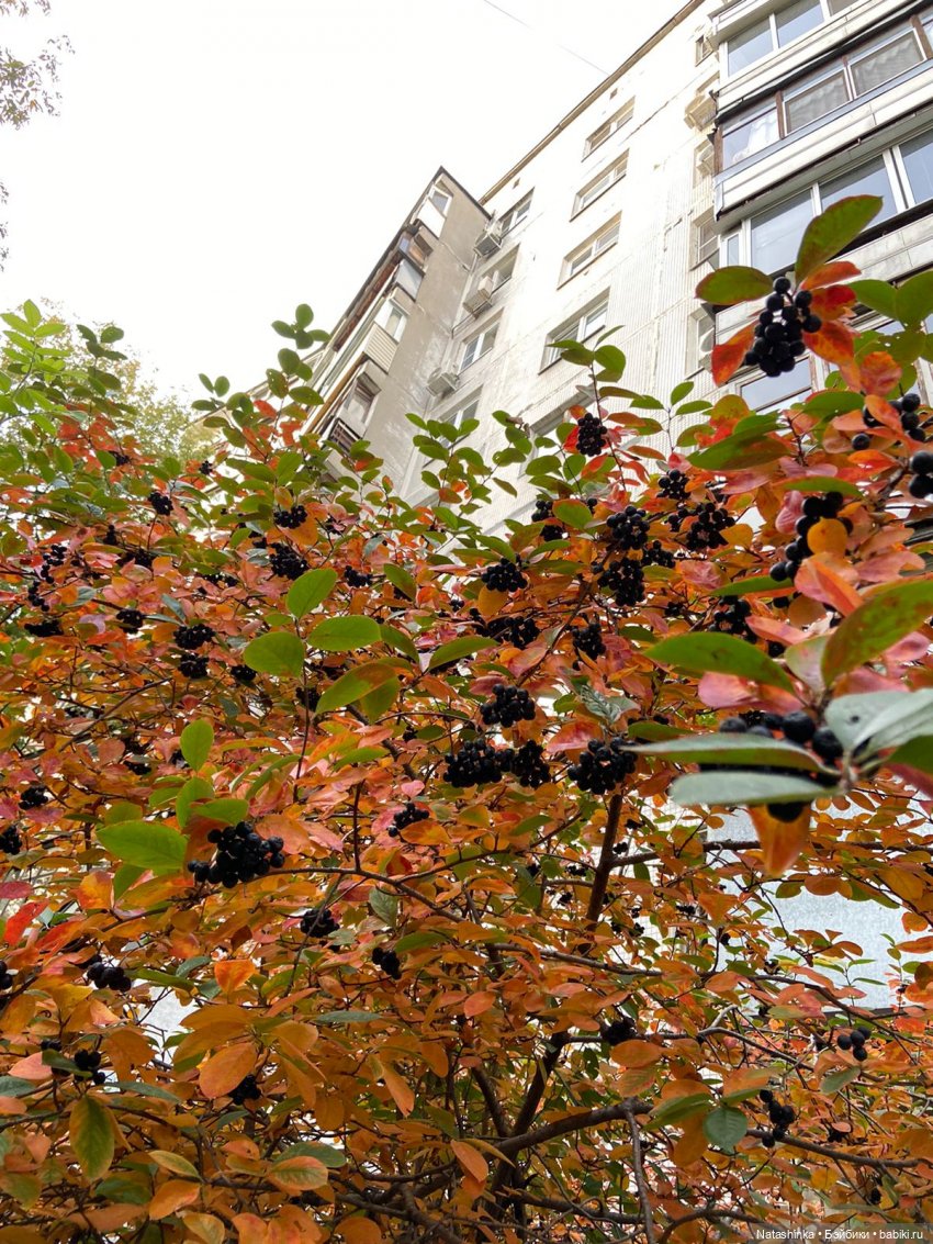 Fashion Dolls 266 — Куклы Звезды подиума (Angel Collection): шарнирные (фото 7)