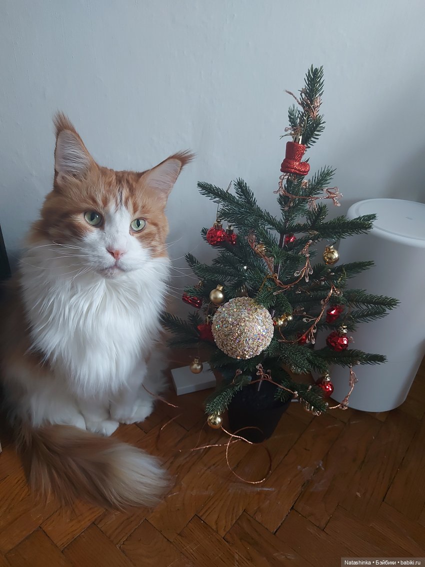 Fashion Dolls 305 — Куклы Звезды подиума (Angel Collection): шарнирные (фото 8)