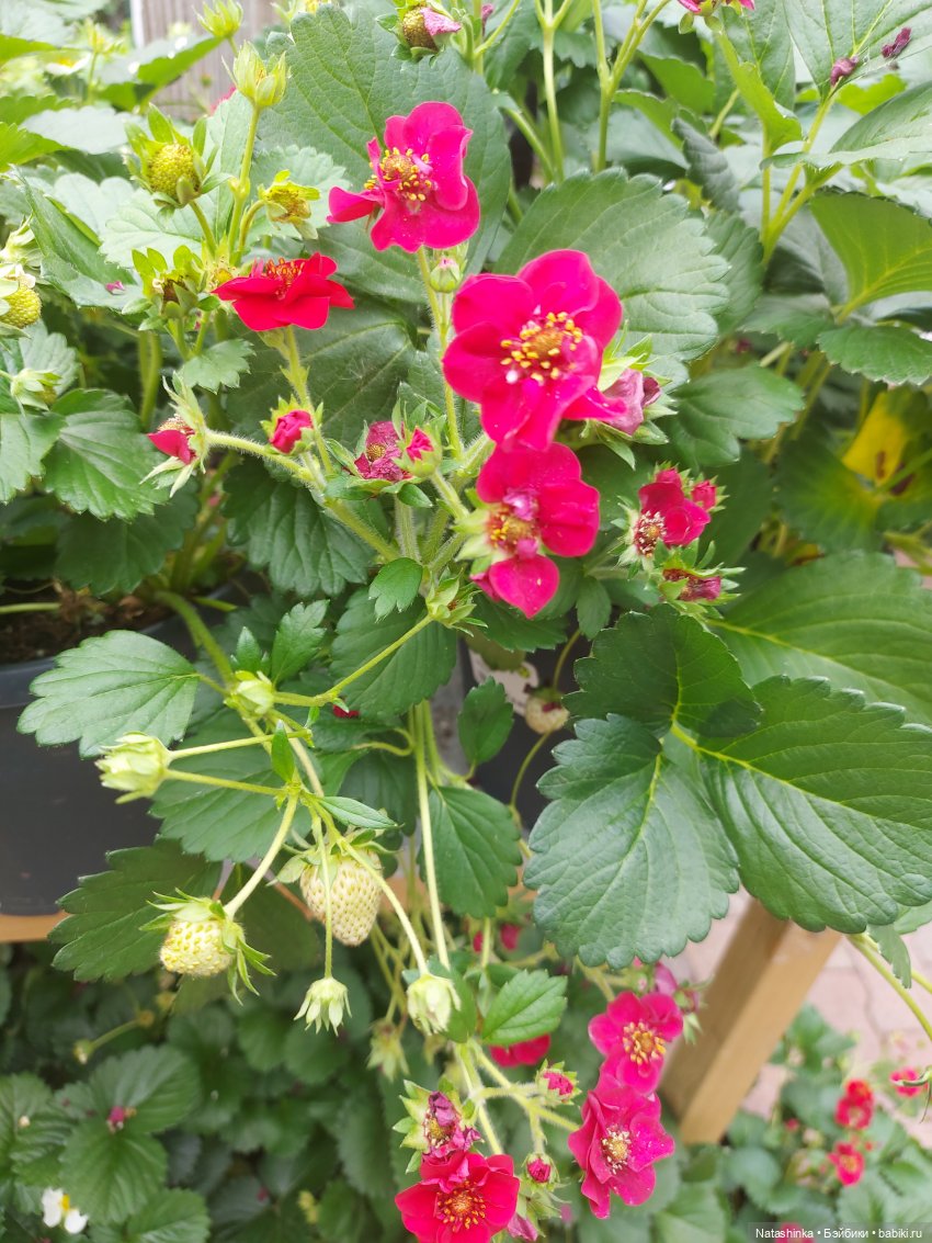 Fashion Dolls 376 — Туризм и путешествия: фотоотчеты из поездок