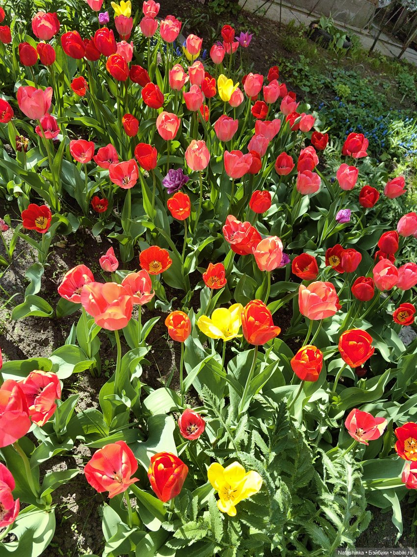 Anais Anais — Фэшн (фото 2)