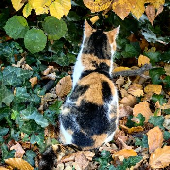 Музыкальная История. 168