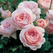 Когда покупка это не просто глаза для куклы, но и сюрприз