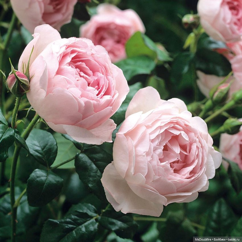 Не хватает опыта в подборе тела для головы Bambi Crony Ellen (фото 9)