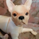 Собачка бжд Бостон -терьер