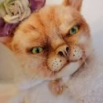 Серьезная кошечкаТедди