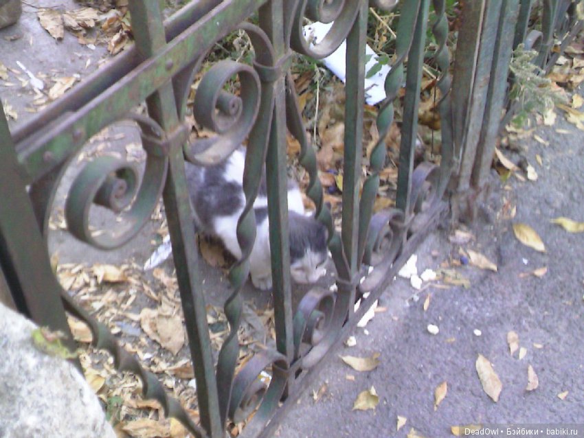 В глубине старых дворов — Куклы Doll Chateau (Доллшато): BJD (БЖД) (фото 6)