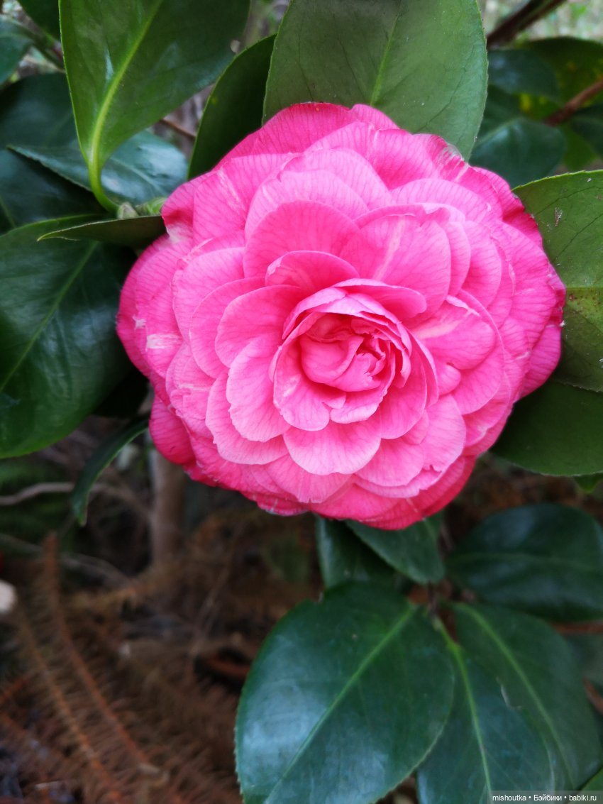 Маленькая куколка Олеся приехала к нам домой | Бэйбики Маленькая куколка Олеся приехала к нам домой (фото 9)