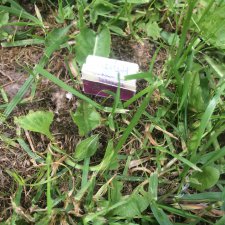 Дневник Келли. Начало