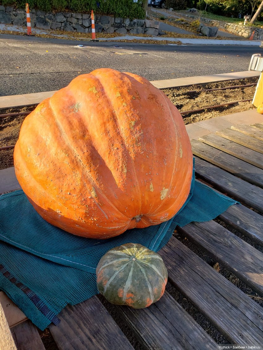 О тыквах... Размышления. Октябрьские покупки с Лилу и Динкой