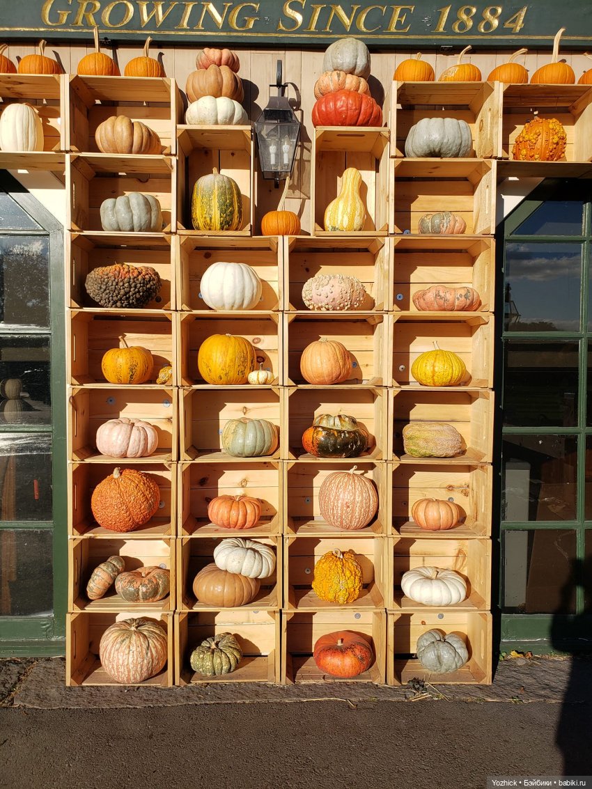 О тыквах... Размышления. Октябрьские покупки с Лилу и Динкой (фото 2)