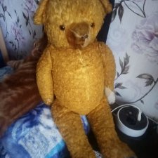 Помогите определить родословную  медведя