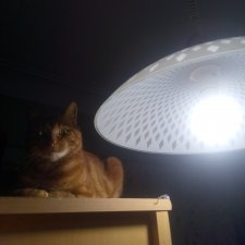 Кот и медведи