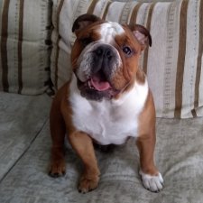 Рыжая бесилка