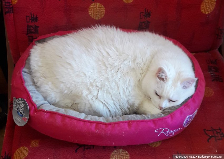 Соня заценила новую сплюшку...