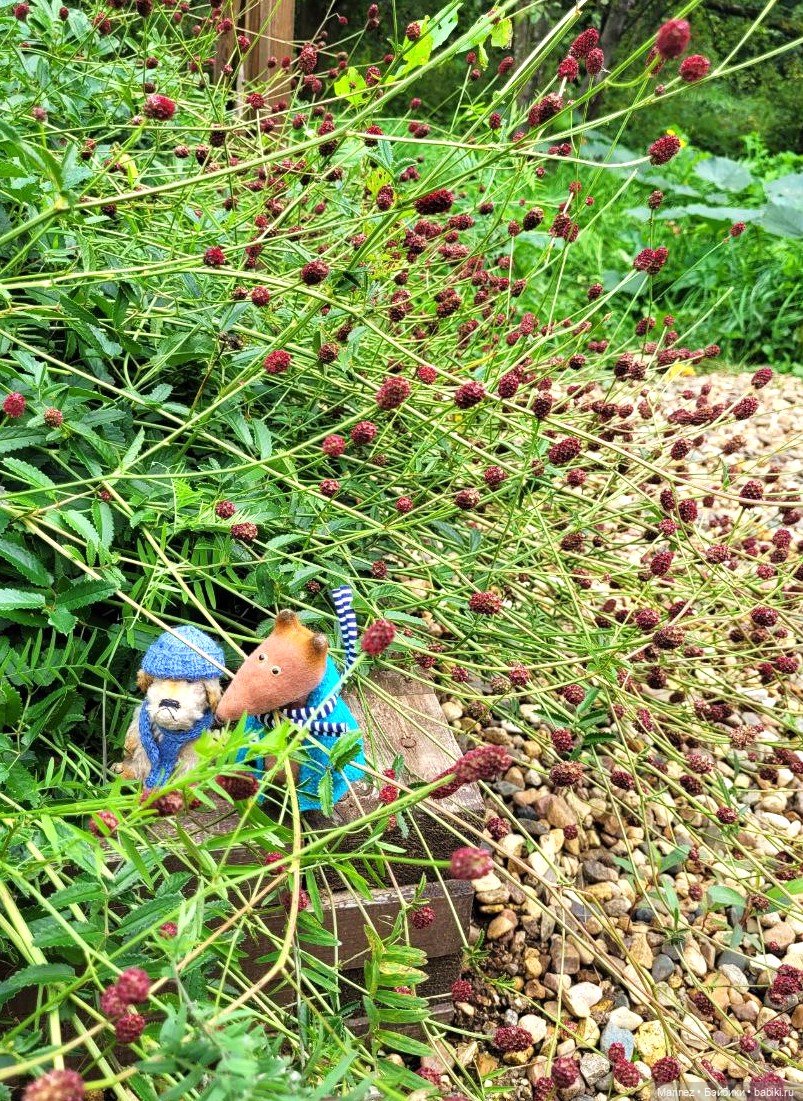 Настоящие сыщики Боцман-Пес и Граф-Лис (Лис-граф) в поисках сокровища королевы