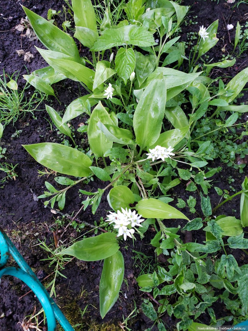 Дача ( часть 1) | Бэйбики Дача ( часть 1) — Куклы Integrity Toys (Интегрити): Poppy Parker