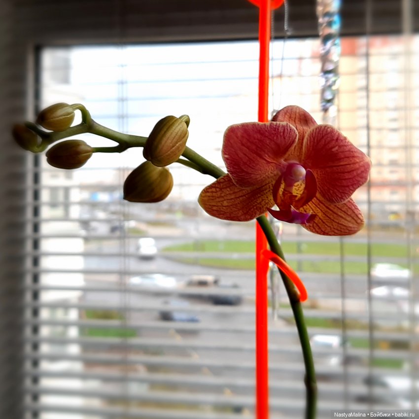 Очередной новенький (Хагрид) и про Шугу | Бэйбики Очередной новенький (Хагрид) и про Шугу