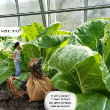 Дача 2023 (Руби, бабушка, огород)