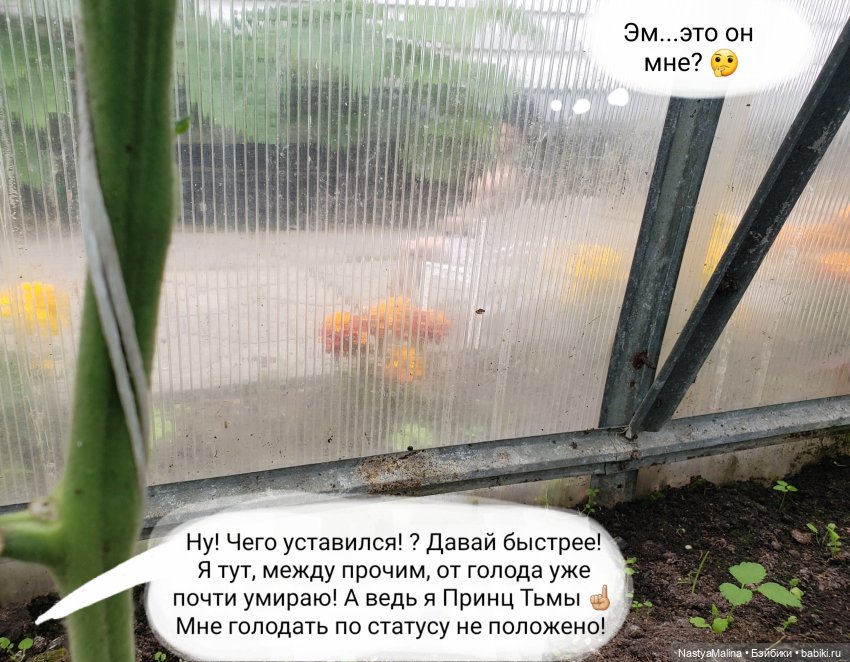 Дача 2023 ( в парнике часть 3) (фото 6)