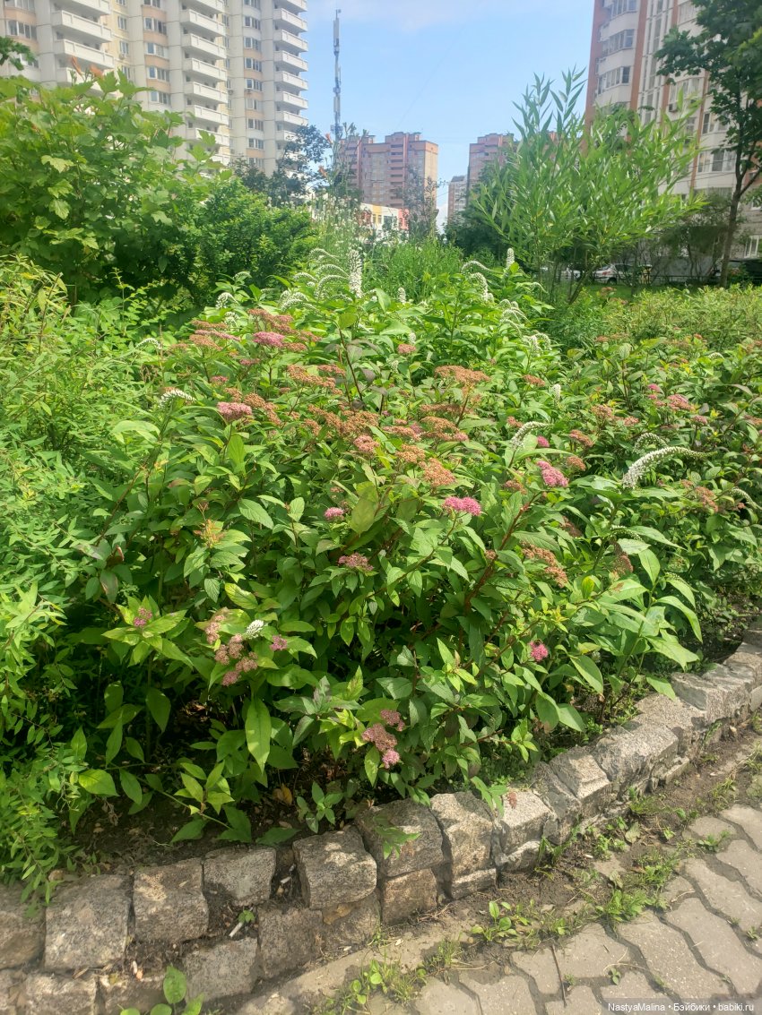 Веселые деньки Лабубу продолжаются)