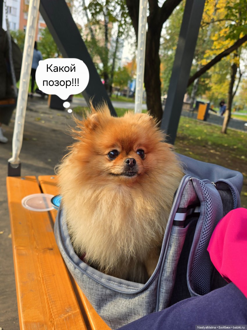 Прогулка Туристы и ВИПа) — Игрушки Labubu (Лабубу) и The Monsters: Pop Mart