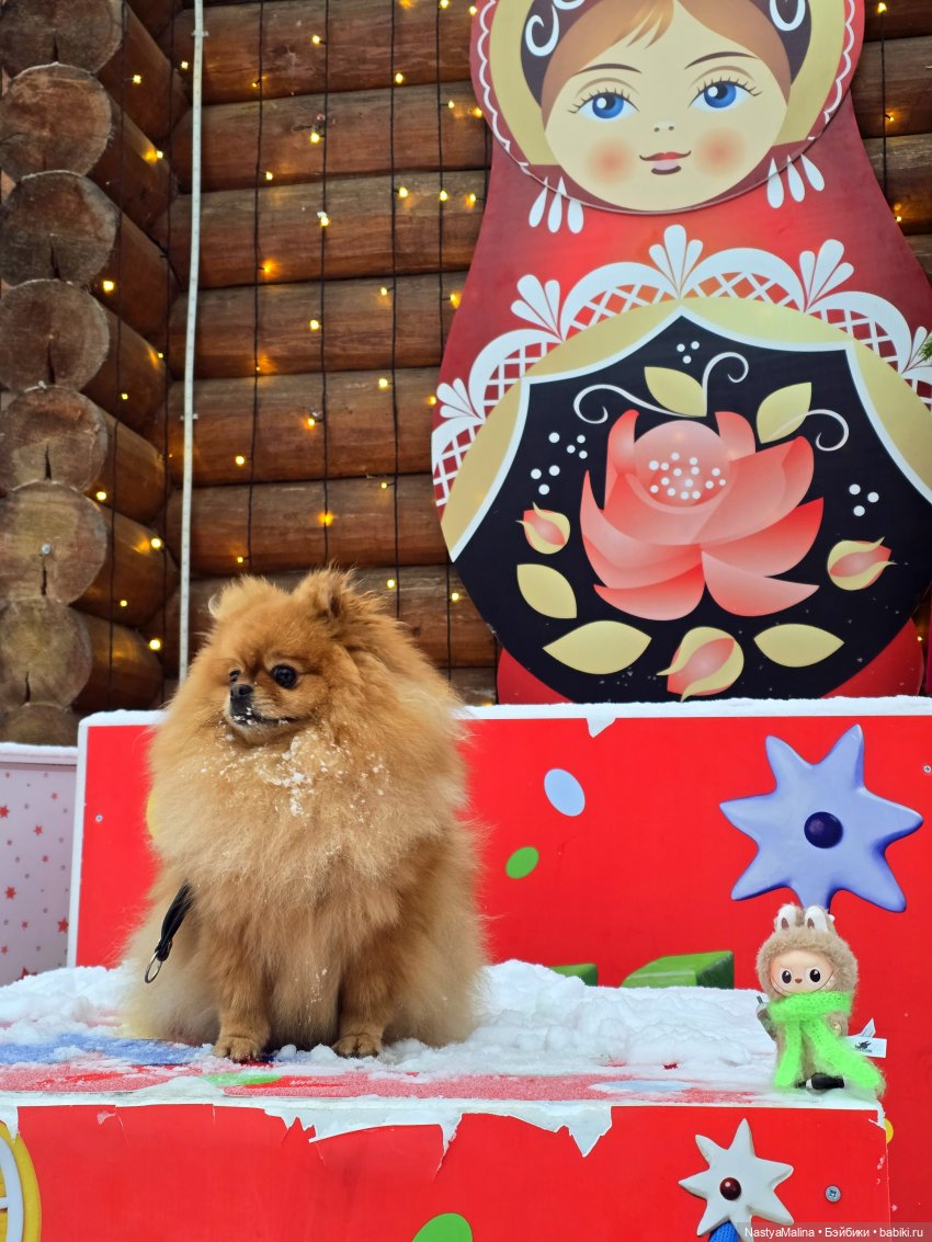 Микробыш Пин на прогулке) (фото 5)