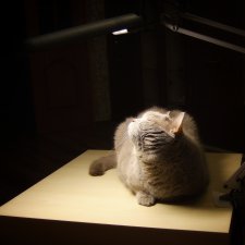 Мелкое хулиганство