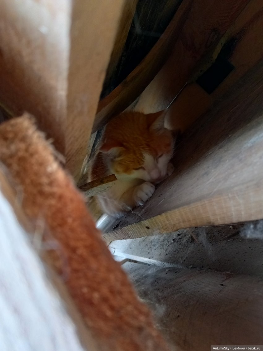 Яркое лето с J-Doll — Куклы J