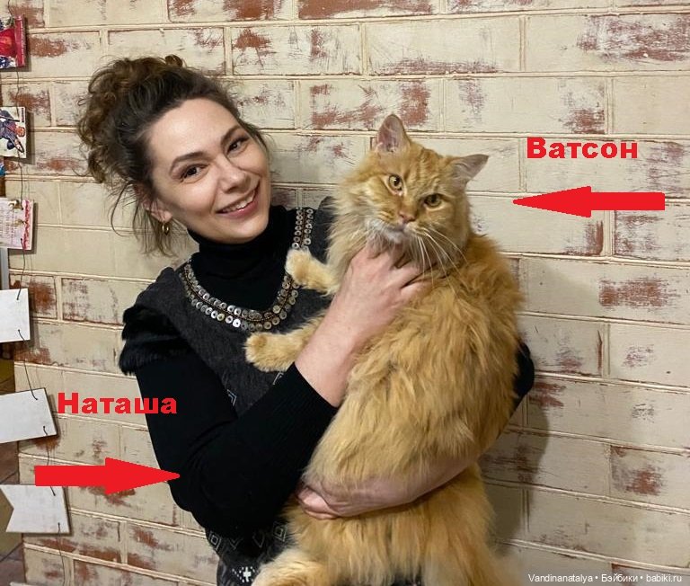 Коты мартовские — Интересное и необычное: фотоподборки