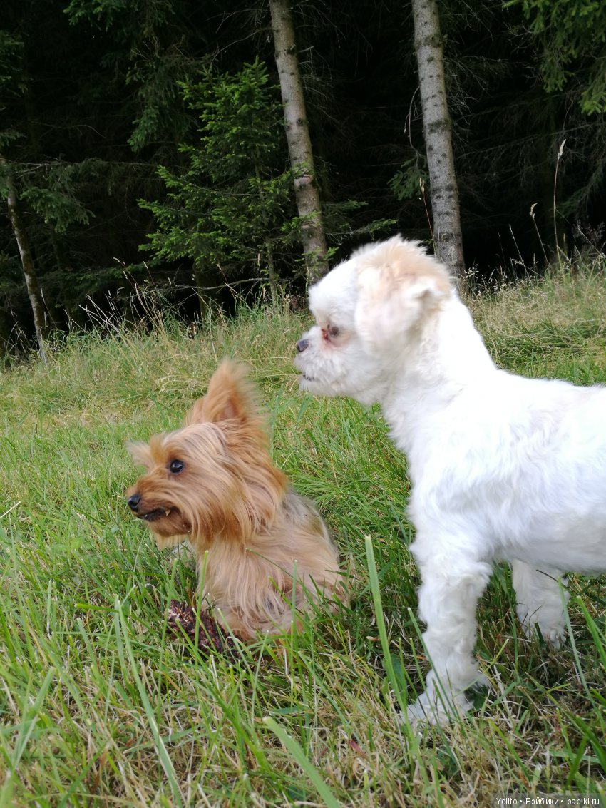Не ходите девки по утру гулять или внезапная покупка (фото 2)