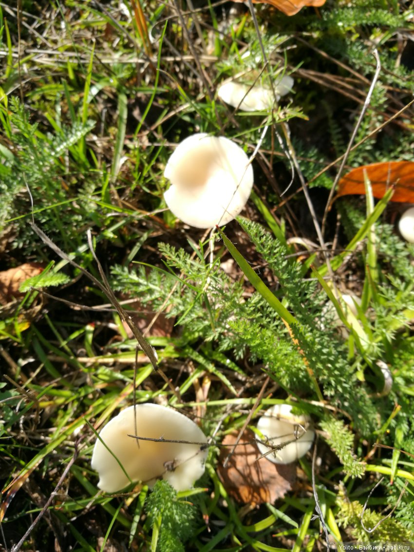 Финечка на прогулке — Куклы Gabriele Muller (Габриэле Мюллер): немецкий фарфор (фото 6)