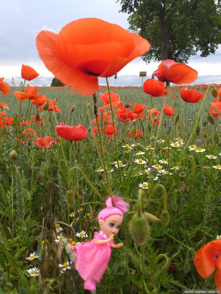 Прогулка по маковому полю (фото 9)