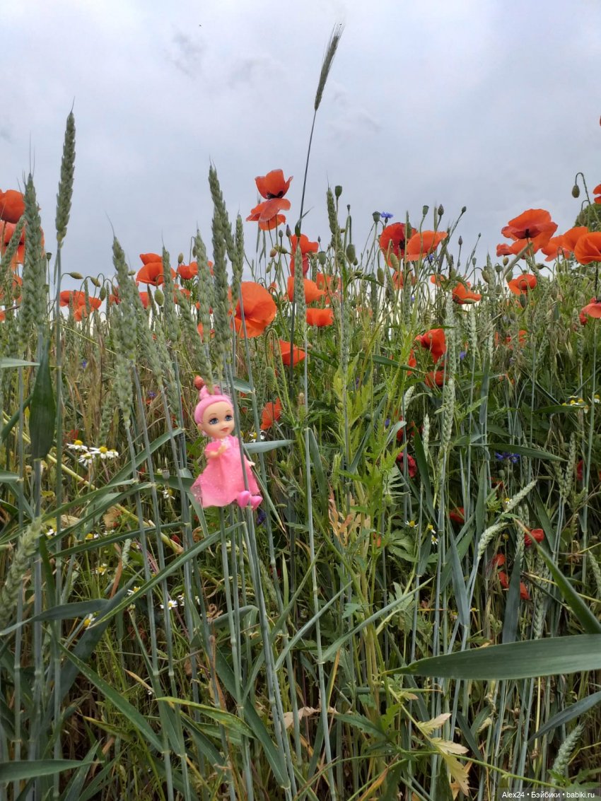 Прогулка по маковому полю (фото 10)