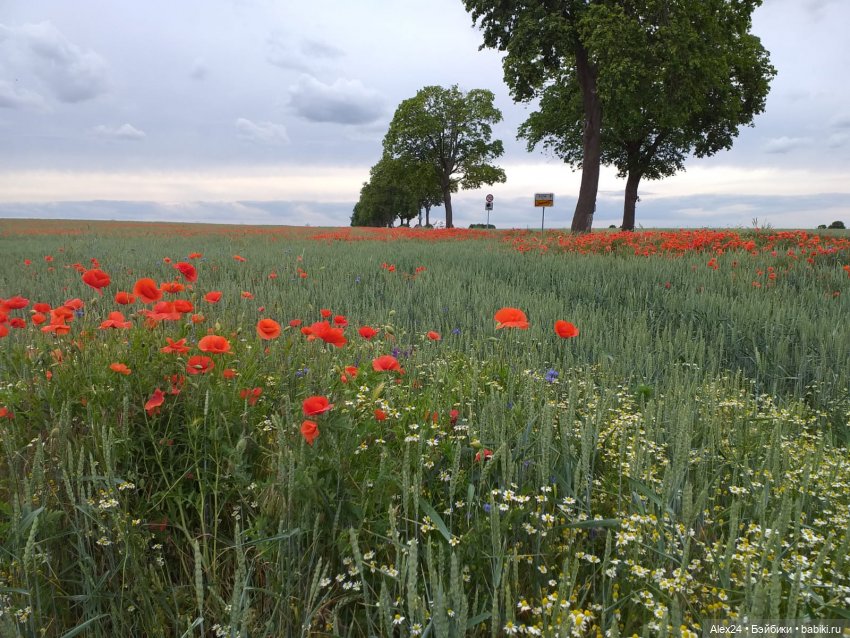 Прогулка по маковому полю