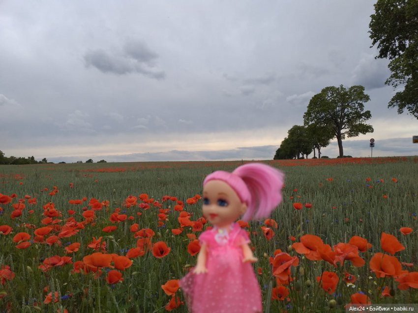 Прогулка по маковому полю (фото 3)