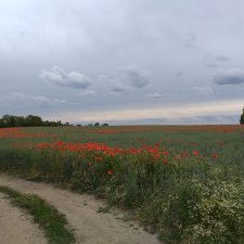 Прогулка по маковому полю