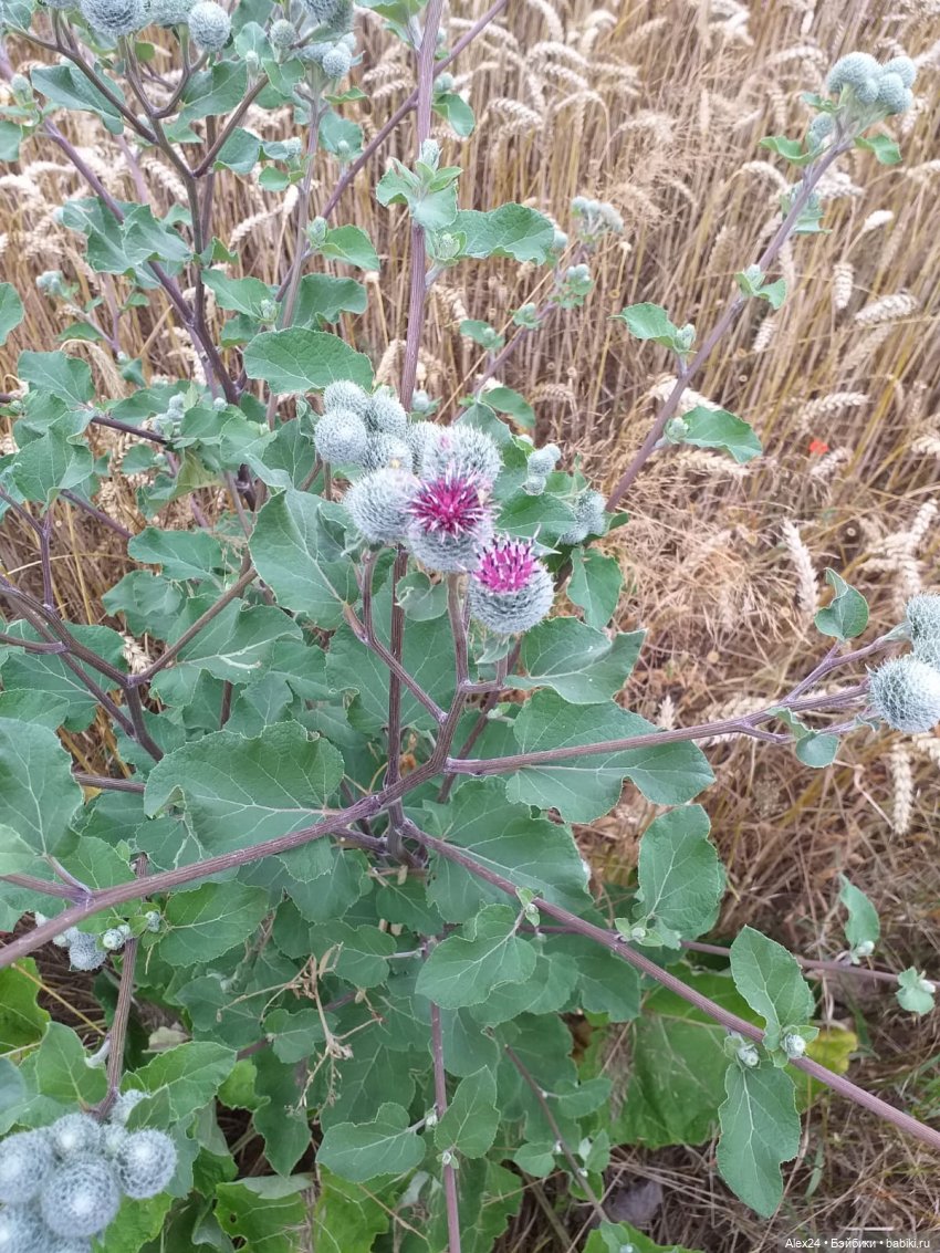 Перед грозой | Бэйбики Перед грозой — Болталка и разговоры обо всем: жизнь (фото 8)