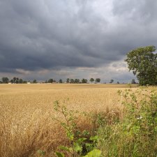 Перед грозой