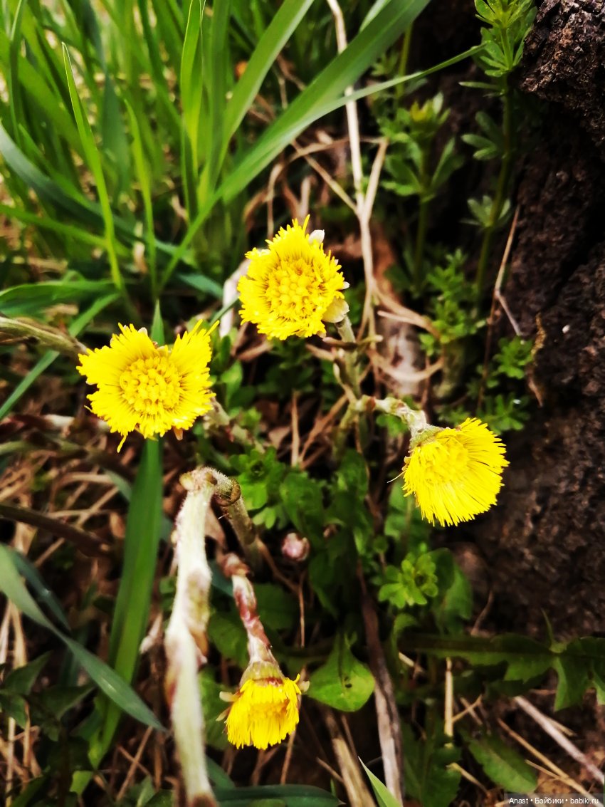 Прогулка по весеннему парку (фото 4)