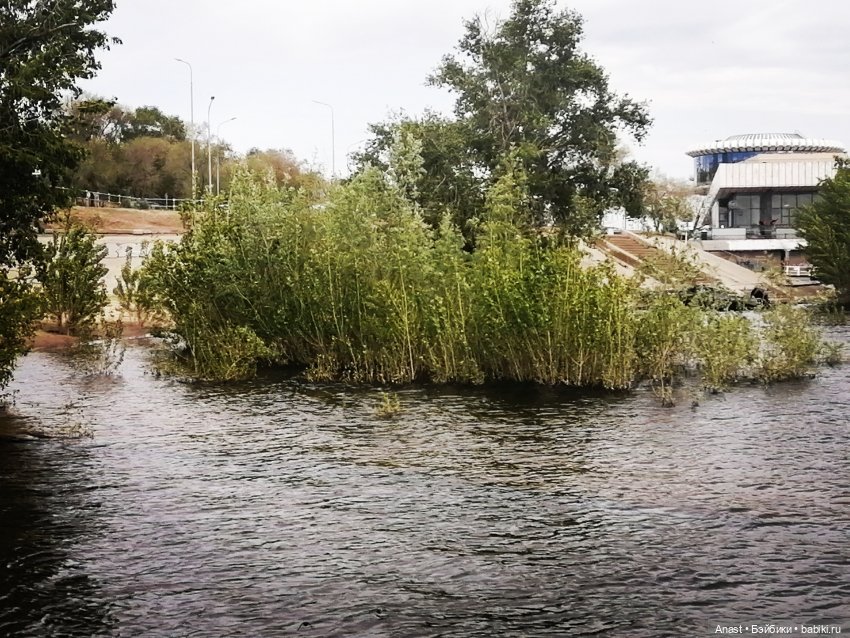 Деревья в воде помнят старый пляж