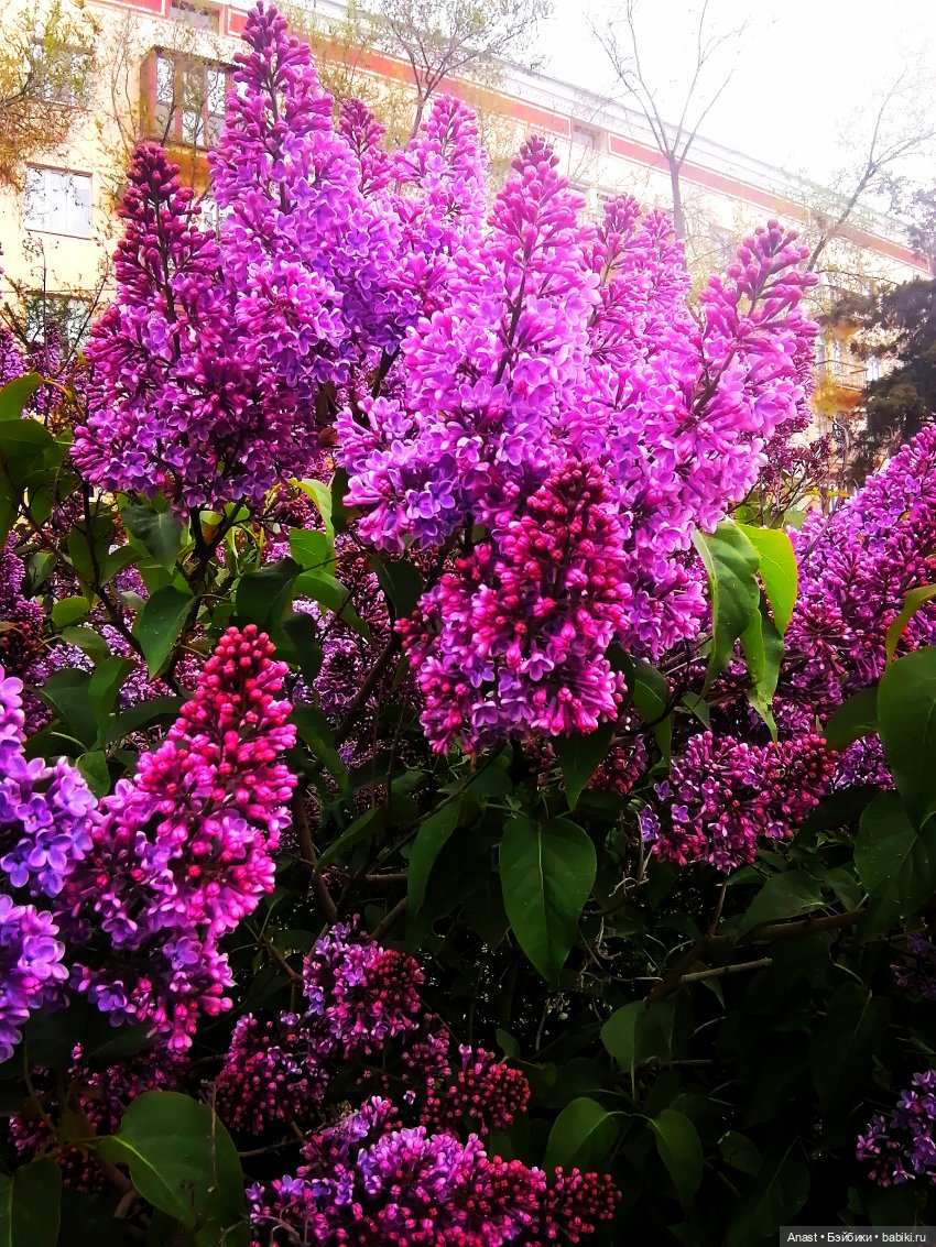 Расцвела в Волгограде сирень