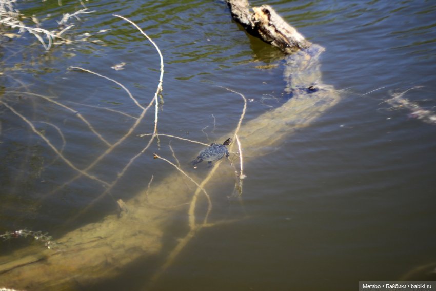 Лиушка на природе — Куклы Paola Reina (Паола Рейна): новинки