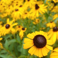 Вопрос решён.