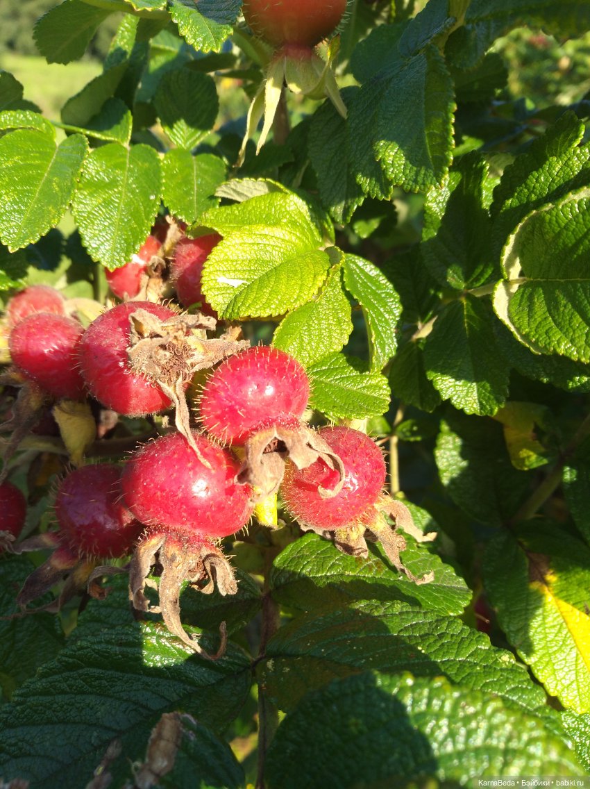 Дивора из Мортал Комбат — Куклы Monster High и Ever After High: G1