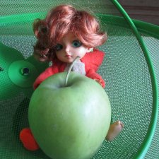 Белка добывает яблоко