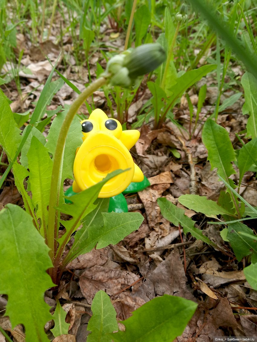 Алиса в Стране чудес: встреча с застенчивым цветком (фото 7)
