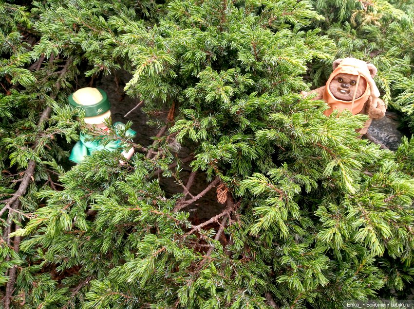 Приключения на планете Эндор. Встреча Леи и Викета (фото 5)