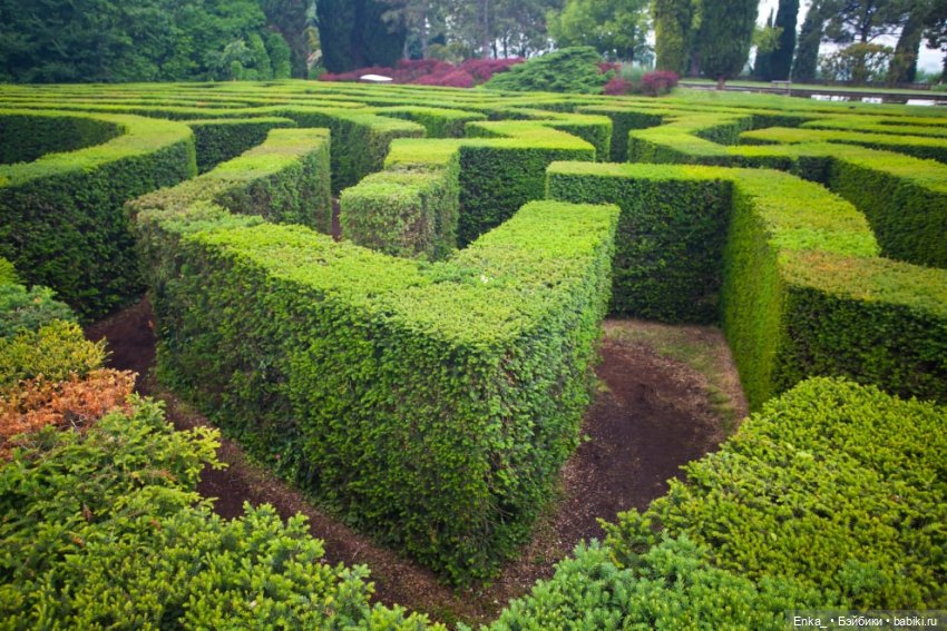 Дорин Грин и Орешек в лабиринте (фото 2)