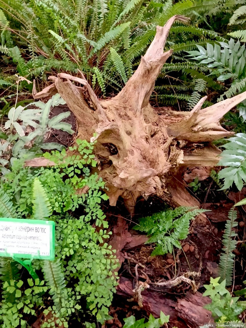 Робин в Ботаническом саду Уфы