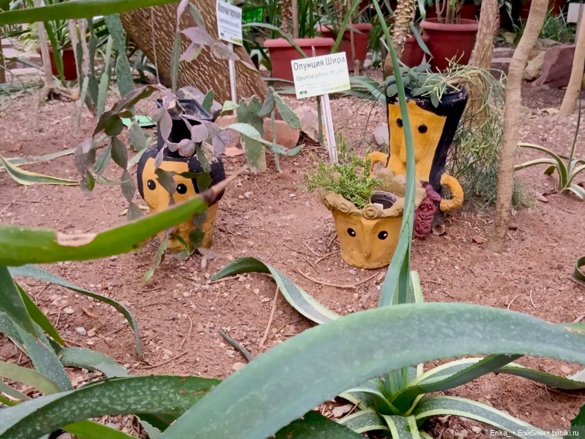 Робин в Ботаническом саду Уфы